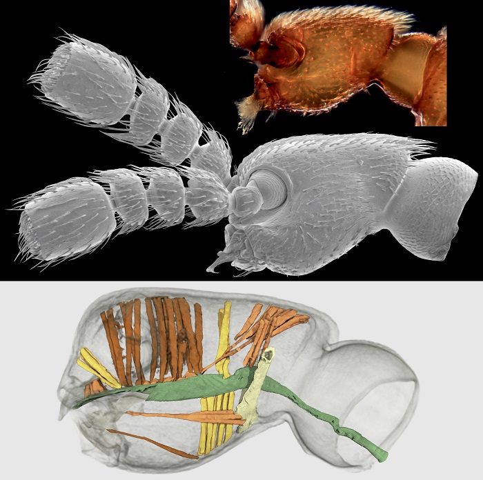 Sekrety Ekstremalnych Myrmekofili Naukowcy Zajrzeli Mikrotomografem   Claviger Testaceus2 